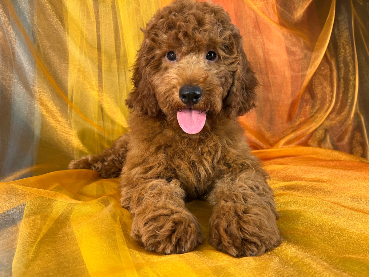 Male Miniature Golden Doodle Puppy for Sale DOB 4-19-2026